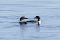 A pair of common loons Gavia immer performing a mating or pair bonding ritual dance on Upper Chateaugay Lake, New York, USA Royalty Free Stock Photo