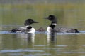 Pair of Common Loons Keeping Watch Over Their Baby Royalty Free Stock Photo