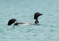 A pair of Common Loons in Maine Royalty Free Stock Photo