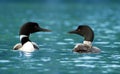 A pair of Common Loons in Maine Royalty Free Stock Photo