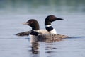 Pair of Common Loons on a Northwoods Lake Royalty Free Stock Photo