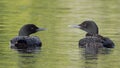 Common loons with young riding and swimming Royalty Free Stock Photo