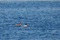 Pair of Common Mergansers Mergus merganser swimming together on a blue lake in April Royalty Free Stock Photo