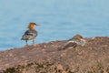 A pair of common mergansers on the rocky shoreline of Lake Superior pictured from Porcupine Mountains Wilderness State Park in the Royalty Free Stock Photo