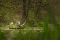 Pair of common mergansers sitting on the log in the pond in South Moravia Czech Republic. Royalty Free Stock Photo
