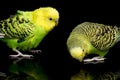 A pair of common parakeets budgerigar bird Melopsittacus undulatus budgie