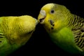 A pair of common parakeets budgerigar bird Melopsittacus undulatus budgie