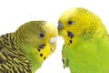 A pair of common parakeets budgerigar, Melopsittacus undulatus, budgie Royalty Free Stock Photo