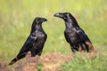 Pair Common Raven gleaming in sunny weather