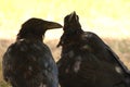 Pair Of Common Raven