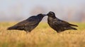 Male and female Common Ravens touch beaks and care for each other in the early day Royalty Free Stock Photo