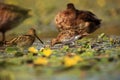 A pair of common snipe Gallinago gallinago walking a blossom lagoon, with a blooming lagoon and ducks in the background. A