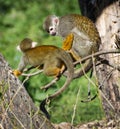 Pair of a Common squirrel monkey (Saimiri sciureus)