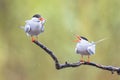 Pair Common Tern with fish in beak