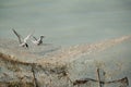 A pair of white-cheeked tern on fishing net