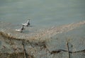 A pair of white-cheeked tern perched on fishing net