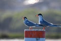 Pair of common terns on buoy in Southern California