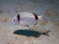 A pair of Common Two-Banded Sea Bream Diplodus vulgaris Royalty Free Stock Photo