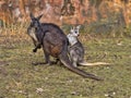 pair of Common wallaroo, Macropus r. robustus. The male is much larger Royalty Free Stock Photo