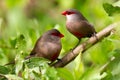 Pair of Common Waxbills. Royalty Free Stock Photo