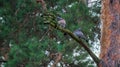 A pair of common wood pigeons are sitting on a dry pine Royalty Free Stock Photo