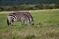 Pair of common zebras grazing in Kenya