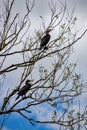 A pair of Comorants, Phalacrocoracidae a sea bird living in Hertfordshire, England,  a long distance from the sea. Royalty Free Stock Photo