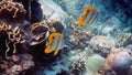 Pair of copperband butterflyfish or chelmon rostratus fish with long nose in sea. Marine life. Beautiful colorful yellow Royalty Free Stock Photo