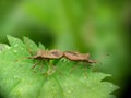 Pair of Coreus marginatus aka Dock Bugs mating on nettle. Royalty Free Stock Photo