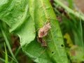 Pair of Coreus marginatus aka Dock Bugs mating on nettle. Royalty Free Stock Photo