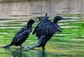A pair of Cormorant drying its wing Royalty Free Stock Photo