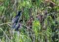a pair of cormorant resting Royalty Free Stock Photo