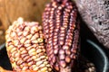 Pair of corn ears in a bowl placed against a rustic stone wall Royalty Free Stock Photo