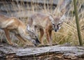 Pair of Corsac Foxes in captivity Royalty Free Stock Photo