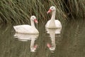 Pair of coscoroba swans & x28;Coscoroba coscoroba& x29;