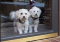 Pair of Coton dogs wistfully looking outside Royalty Free Stock Photo