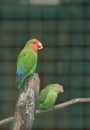 Pair of Cotorra parrot Royalty Free Stock Photo