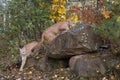 Pair of Cougars Puma concolor Climb About on Rock Den Autumn