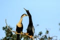 Pair of Courting Anhingas Royalty Free Stock Photo