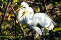 Pair of Courting Great Egrets