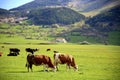 Pair of cows grazing in the green meadow, with the other ones and mountains in the background, Pescocostanzo, Abruzzo, Italy Royalty Free Stock Photo