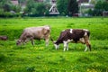 Pair of cows grazing in a meadow near a farm Royalty Free Stock Photo