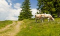 Pair of cows grazing Royalty Free Stock Photo