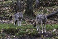 Pair of Coyotes in fall, forest environment Royalty Free Stock Photo