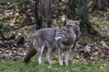 Pair of Coyotes in fall, forest environment Royalty Free Stock Photo