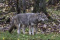 Pair of Coyotes in fall, forest environment Royalty Free Stock Photo