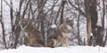 A pair of coyotes in a forest Royalty Free Stock Photo
