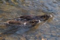 Pair of coypus, Myocastor coypus, swimming shoulder to shoulder in river. Rodent also known as nutria, swamp beaver or beaver rat