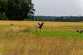 Pair of cranes in the field.