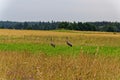 Pair of cranes in the field.